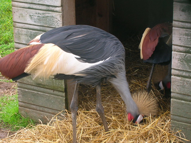 Grey Crowned Crane at Fife Animal Park.