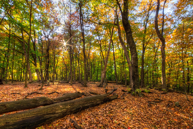 Autumn Forest HDR