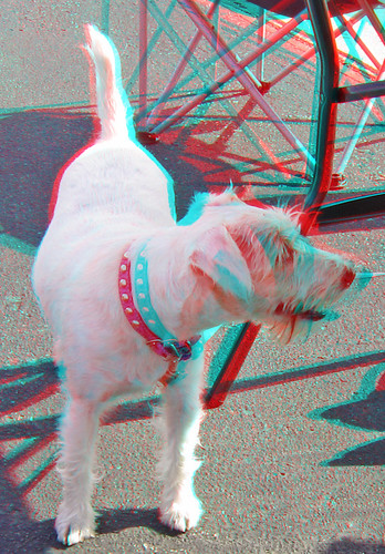 dog stereoscopic stereophoto 3d anaglyph iowa stereo carshow strollers siouxcity redcyan 3dimages 3dphoto 3dphotos 3dpictures stereopicture petsmart093012