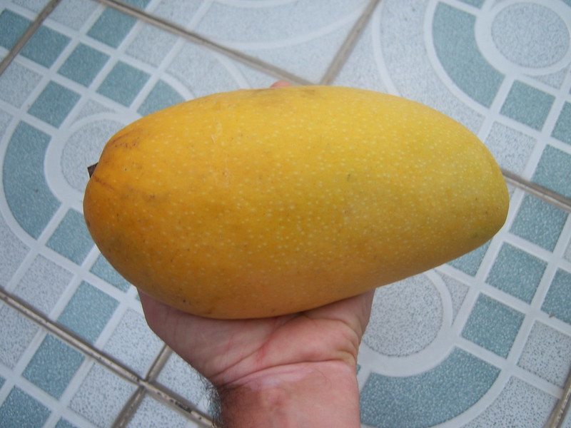 Mangifera indica L. Anacardiaceae: mango, มะม่วง