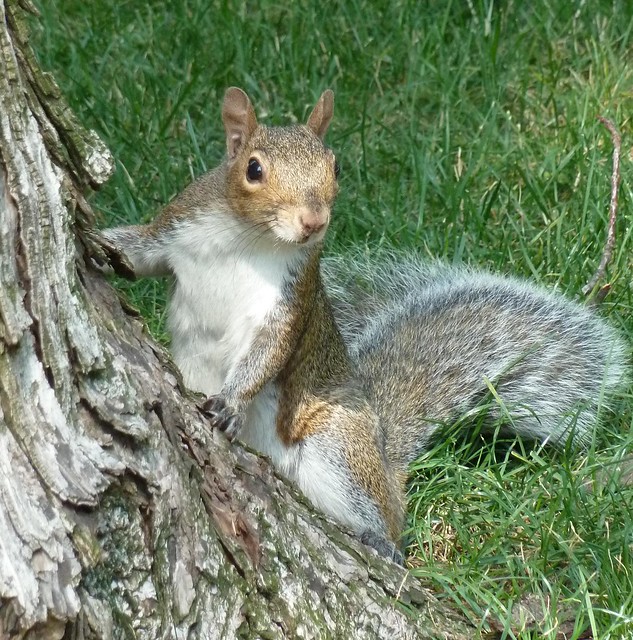 Chicago, Irving Park, Gray Squirrel