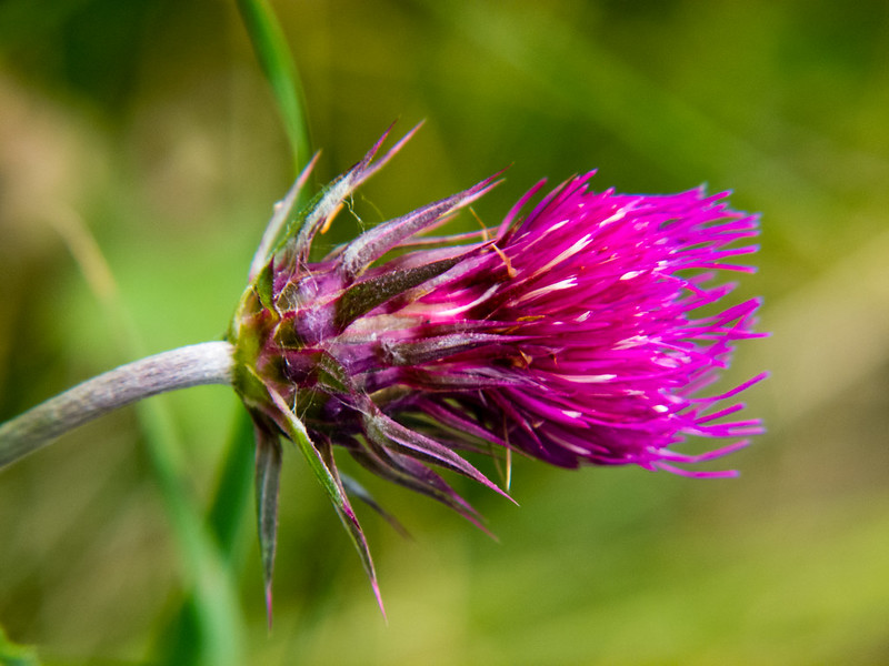 Side view of a thistle flower