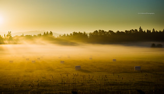 Arlington field in the morning
