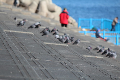 aves verano palomas sunrises kanagawa escaleras pescadores balcones x5 yugawara gradas miradores casacas yugawarabeach casacasrojas veranoenjapon rebelt3i600d enfoqueseleptivo chamarrasrojas balconesdejapon balconesfrentealmar manadasdepalomas