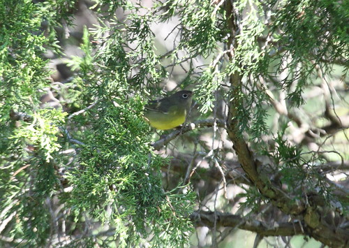 CONW_SM_MD_15_SEP_2012_2 by mikeycerw, Connecticut Warbler, Point Lookout State Park, SM Co., MD
<a href="http://ebird.org/ebird/view/che