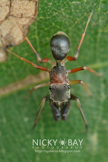 Ant-Mimic Jumping Spider (Myrmarachne sp.) - DSC_6062