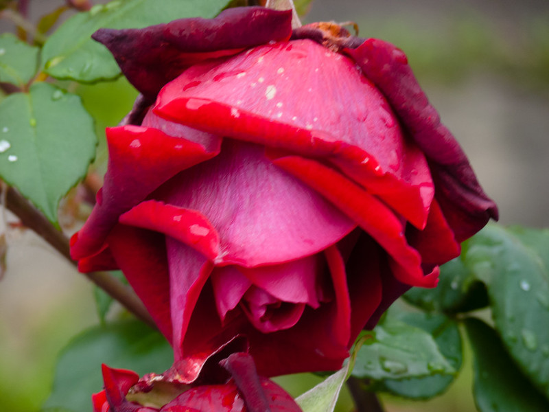 Autumn rose after rain