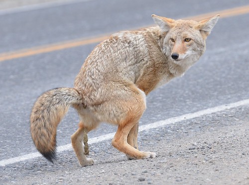 coyote statement | by ben's warped view