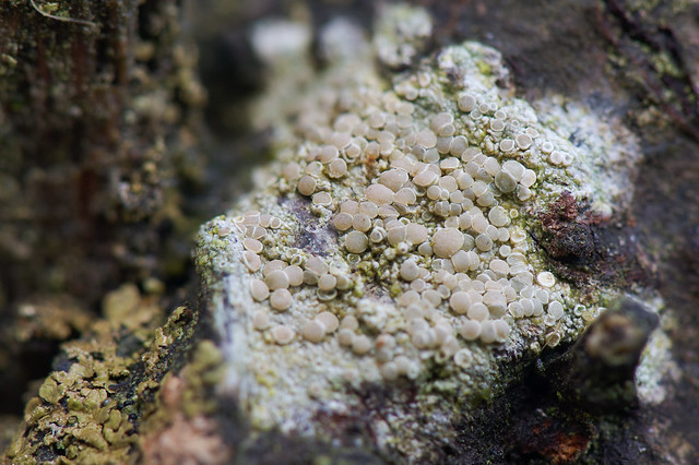 Lichen on Sea Buckthorn