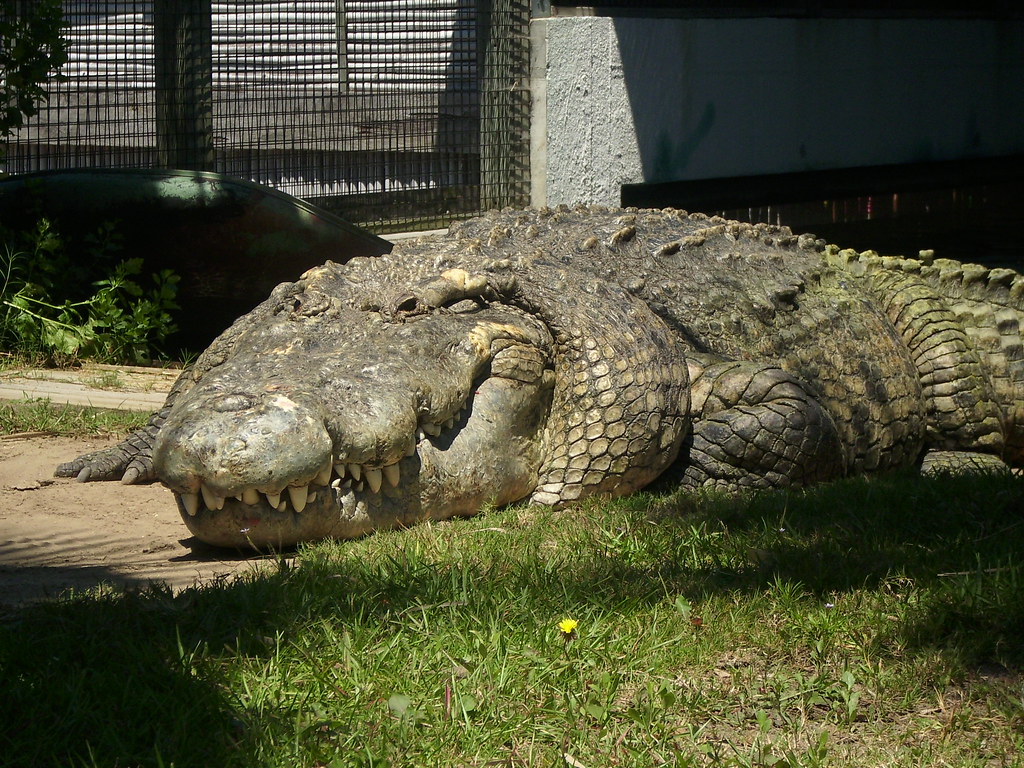 Самый большой аллигатор. Гигантский гребнистый крокодил. Гребнистый крокодил самый большой. Самый большой Аллигатор в мире.
