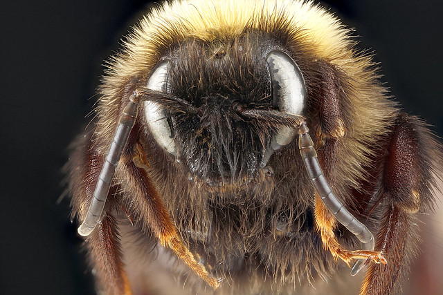 Bombus variabilis, male, face, Maryland_2012-08-28-16