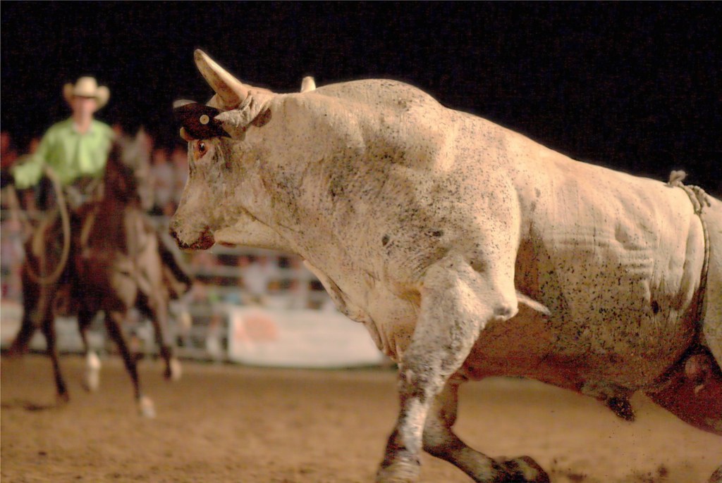 Muscle on the Move | Bull riding at Buckin' Ohio, Creek Bend… | Flickr