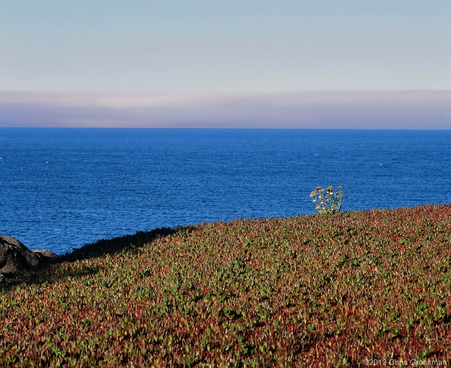 Ice Plant with Distant Fog Bank - Pentax 67II - 200mm f/4 - Provia 100F