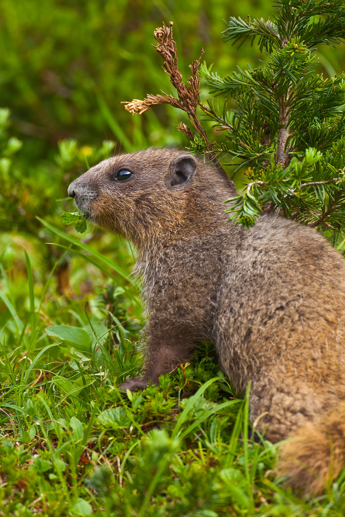 Young Olympic Marmot Foraging in Olympic National Park | Flickr