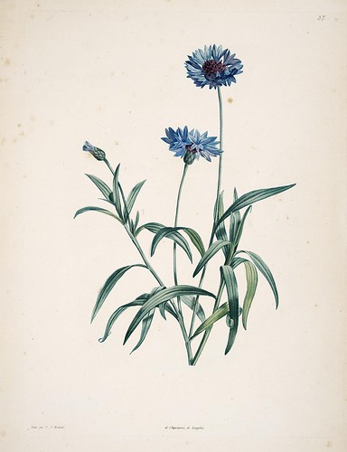 n167_w1150 | La botanique de J.J. Rousseau :. Paris :Delacha… | Flickr