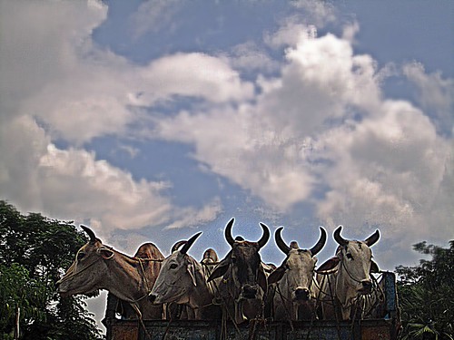 ~ final destination ~ | by ~~ASIF~~