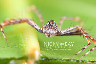 Lynx Spider (Hamadruas sp.) - DSC_4002