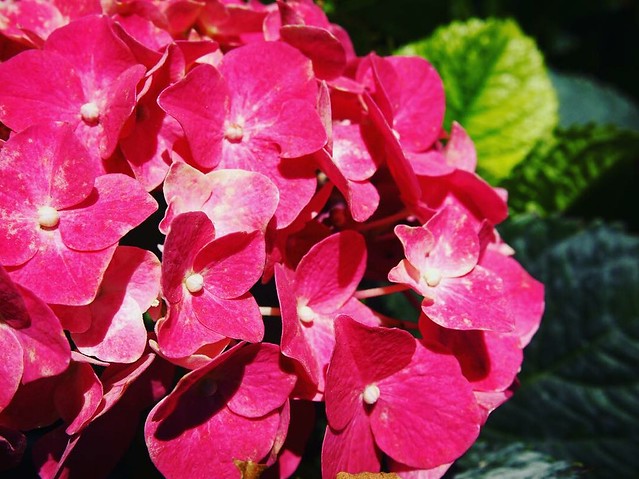 Hydrangea #flowers #plants #garden #gardenersnotebook #nature