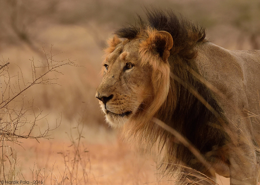 The Lifespan of a Lion: How long do lions live?