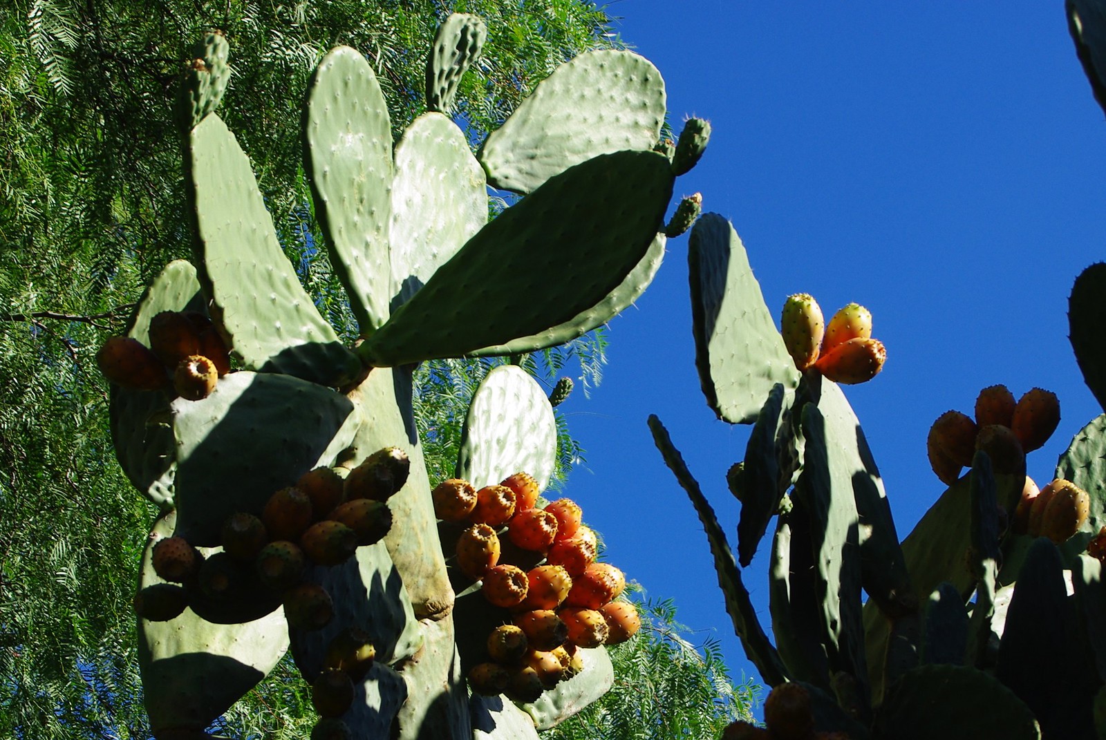 prickly pear (Opuntia ficus-indica)