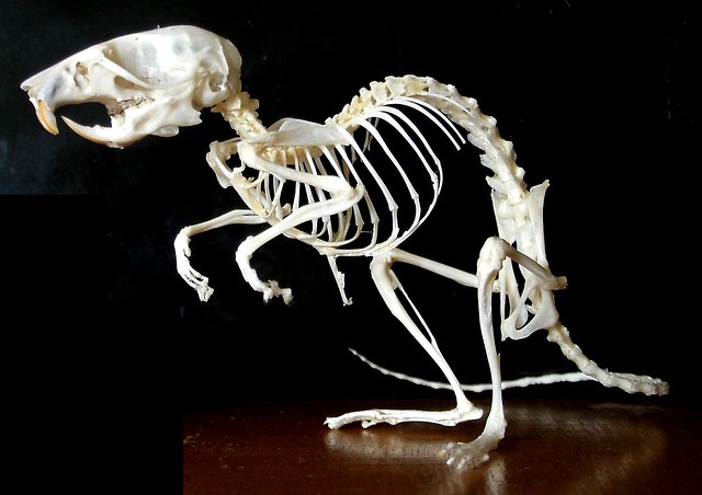 Squelette de Mulot / Wood Mouse Skeleton (Apodemus sylvaticus)