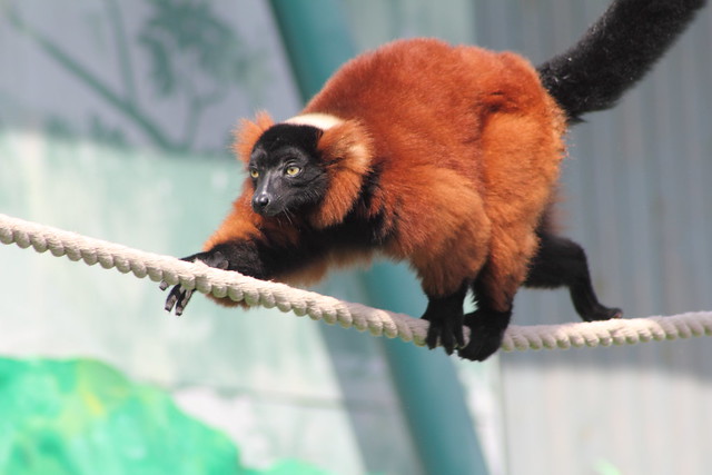 Colin, the Red Ruffed Lemur