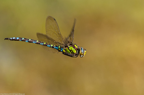 My Favourite Waste Of Time | by Paul:Ritchie