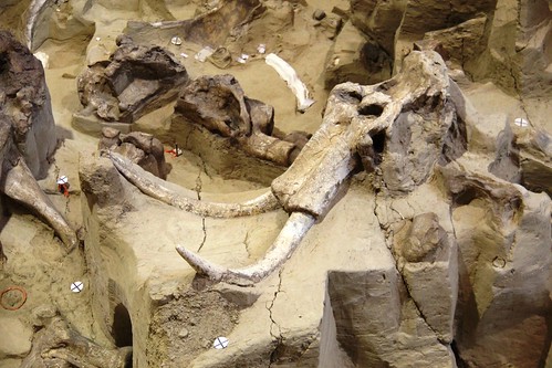 iceage southdakota mammal fossil head paleontology mammoth bones bone prehistoric mammals dig fossils tusks hotsprings tusk mammothsite mammoths hotspringssouthdakota digsite paleontological