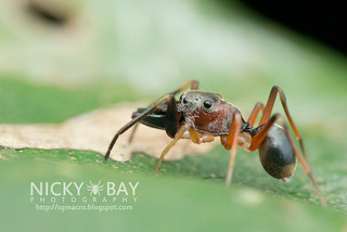Ant-Mimic Jumping Spider (Myrmarachne sp.) - DSC_6049