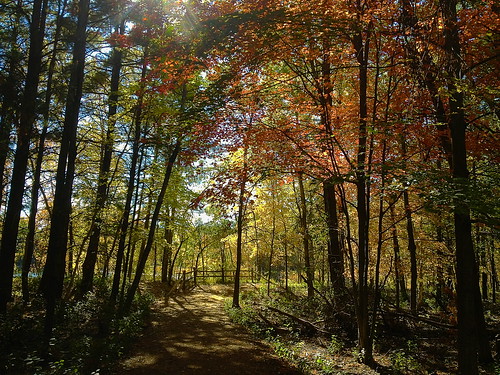 blue autumn trees red sky orange white cold fall yellow forest gold golden afternoon path iphone4s