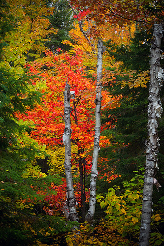 park trees red orange ontario canada fall leaves yellow landscape canadian algonquin muskoka algonquinpark