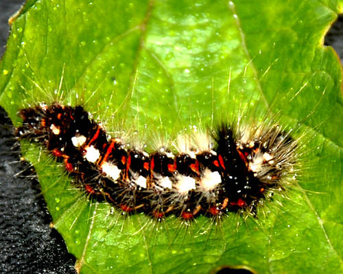 caterpillar on a leaf | by colman.steve