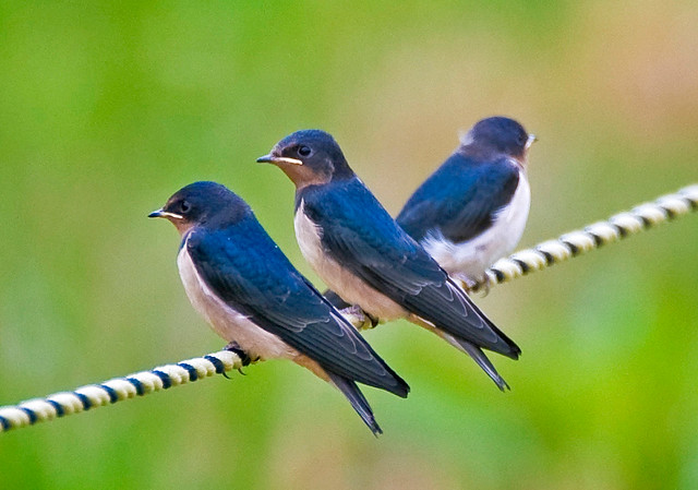 Asian Barn Swallows Perched On Rope