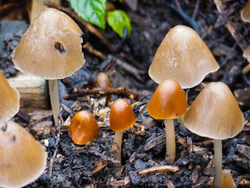 Mushrooms growing on a garden path