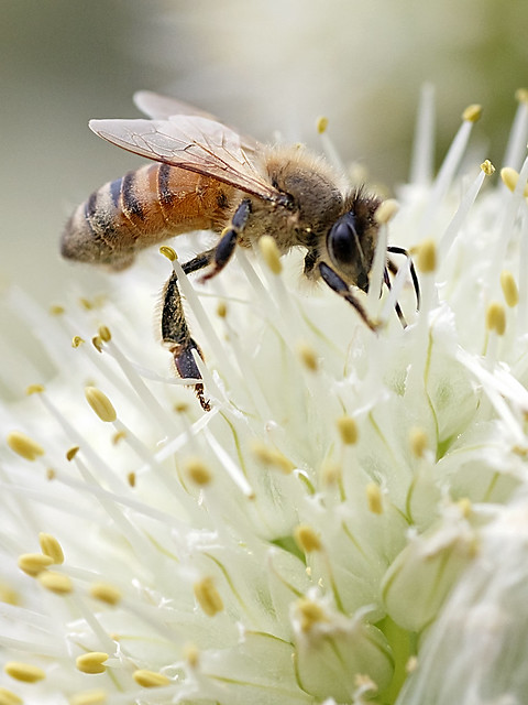 Honeybee on the Leek Flower