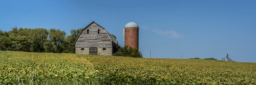 B&B . . . by Brad Eide, Not your usual B&B . . . rather an abandoned barn and silo in a field of drying soybeans.  rural