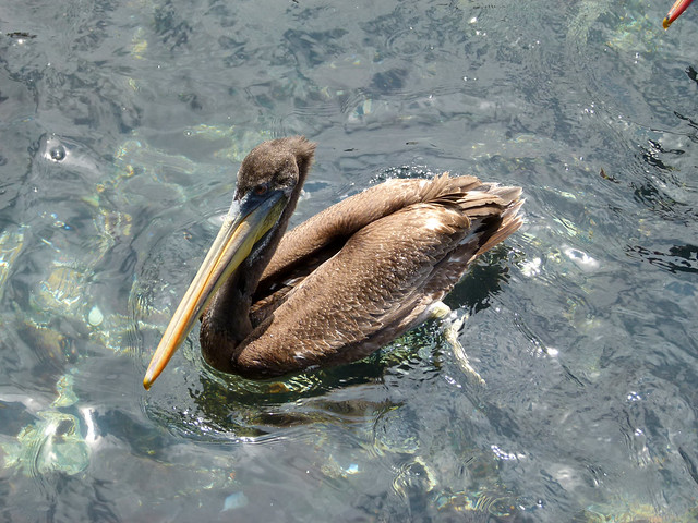 Peruvian Pelican (Pelecanus thagus)