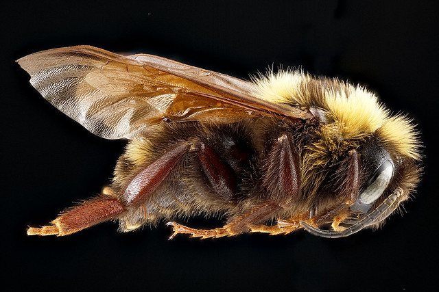 Bombus variabilis, male, side 2, Maryland_2012-08-28-16