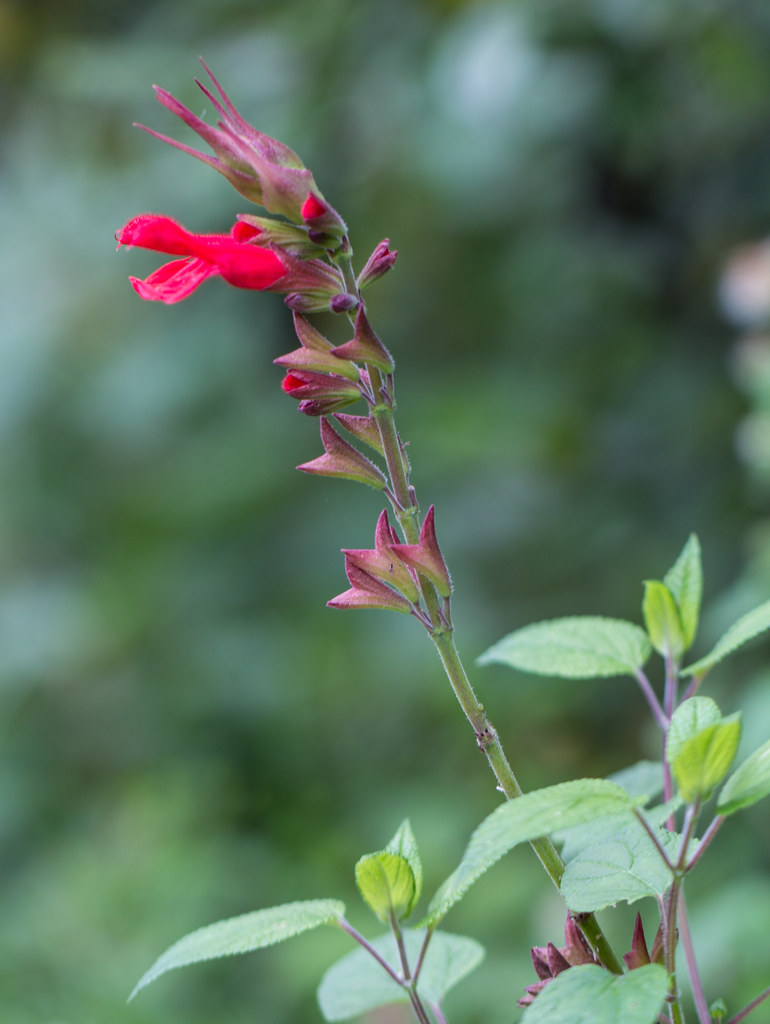 Cardinal Sage | Cardinal Sage, Salvia fulgens. Parque Nacion… | Flickr