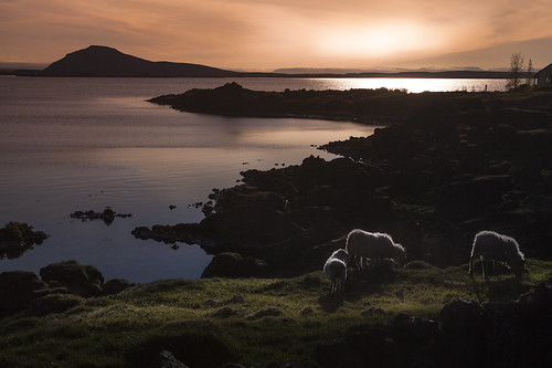 sunset lake is iceland sheep north myvatn christianwilt