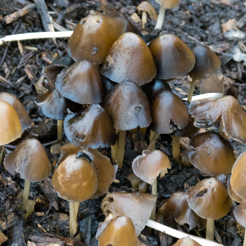 Mushrooms growing on a garden path