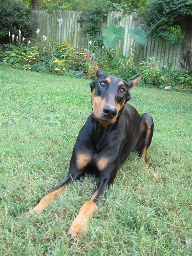 Curated visual reference: What I Wasn T Eating Grass Dobermans Are So Good Photo Inspiration