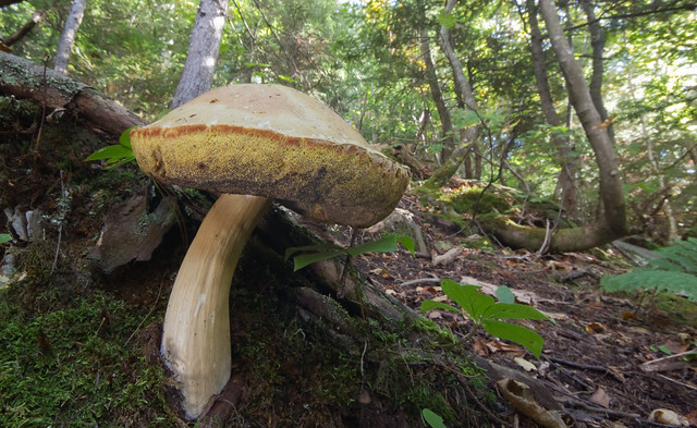 Giant Bolete Mushroom