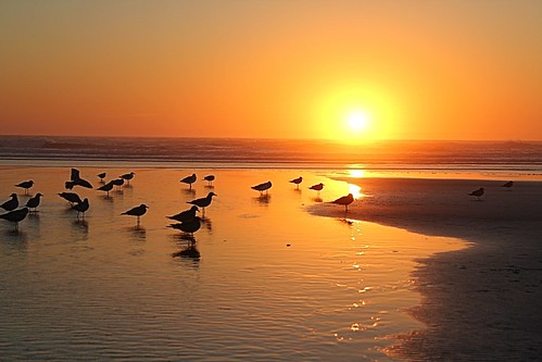 ocean sunset water birds sand pacificocean 366