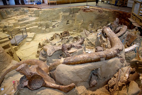 iceage southdakota mammal fossil paleontology mammoth bones bone prehistoric mammals dig fossils tusks hotsprings tusk mammothsite mammoths hotspringssouthdakota digsite paleontological