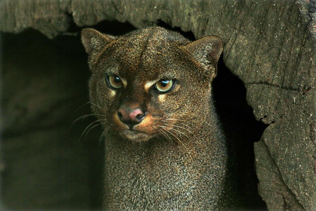 Pantera, Puma, mountain lion, cougar or panter, Felinae, pantherinae, LLovisna, Bolivar, Venezuela