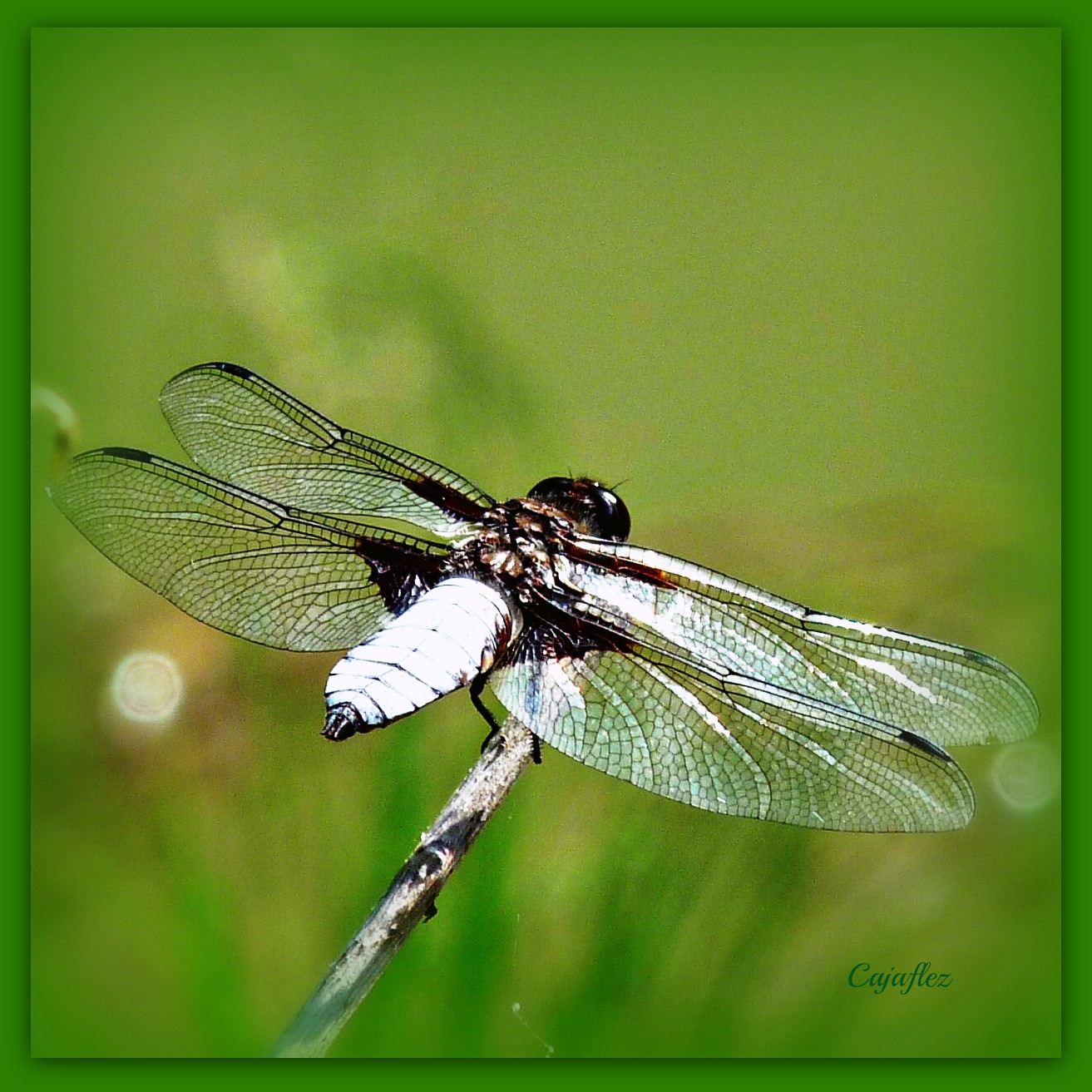 Dragonfly - Libelle