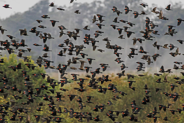red-winged blackbird flock