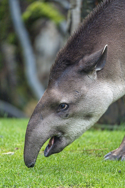 Profile of a tapir with open mouth