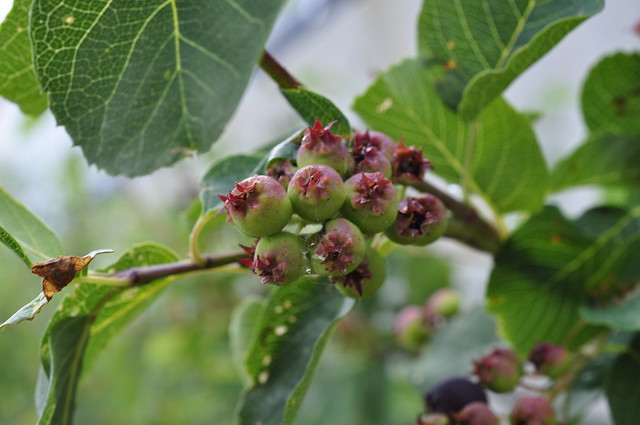 Saskatoon-Berry, Service-Berry (Amelanchier alnifolia)
